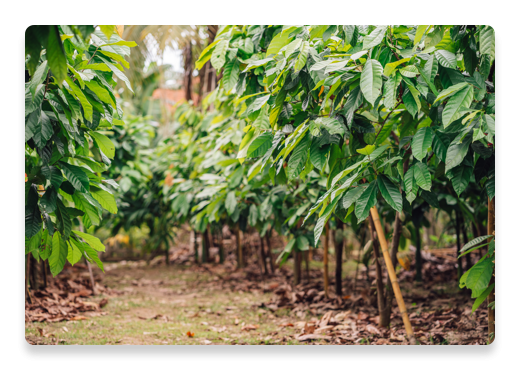 Fortalecendo nosso programa de sustentabilidade