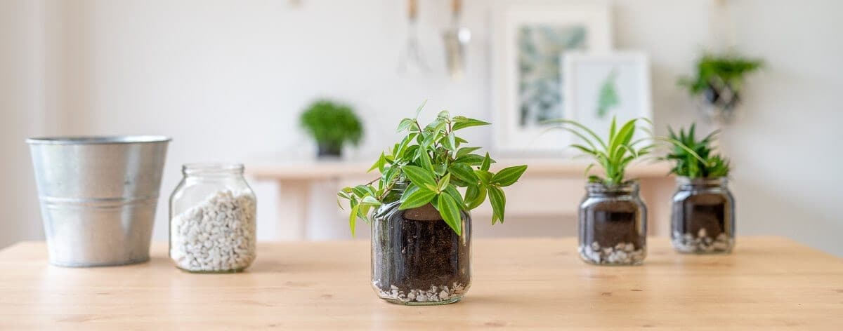 Make a plant jar from an empty Nutella® jar