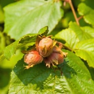 Sustainable Hazelnuts Nutella