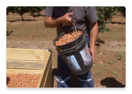 Hazelnuts Harvest Bucket Farmer | Nutella