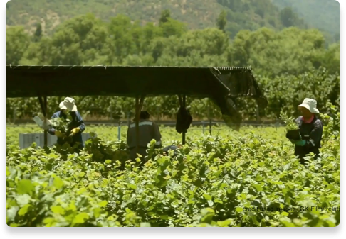 Hazelnuts farming landscape | Nutella