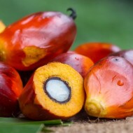 Palm Oil Fruits | Nutella