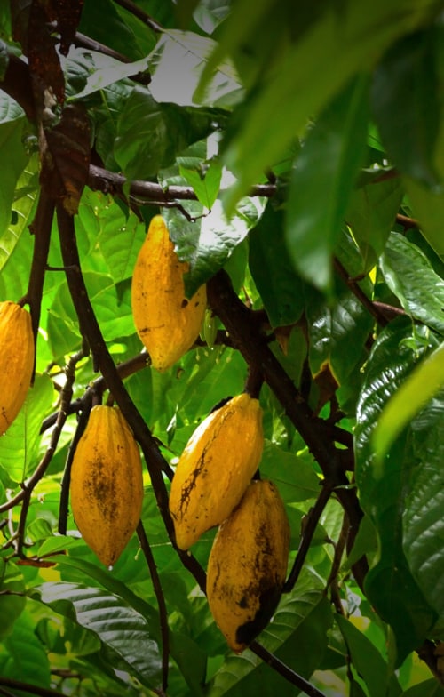 cocoa sustainable