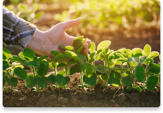 Lecithin Farming Plants | Nutella