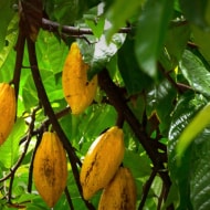 cocoa sustainable