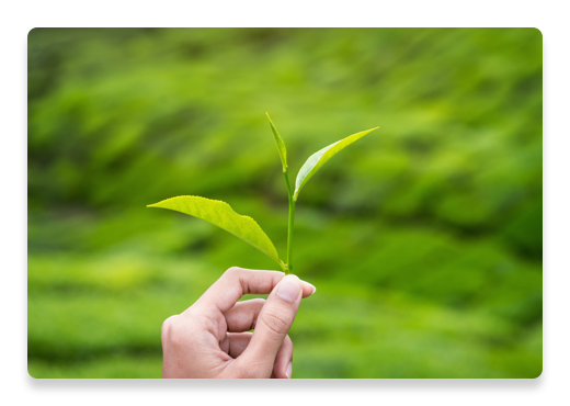 Prendre soin des plantes | Nutella