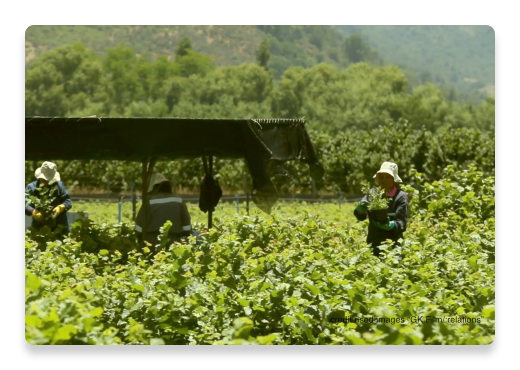 Paysage pour illustrer la culture des noisettes | Nutella