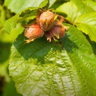 hazelnuts Sustainable | Nutella