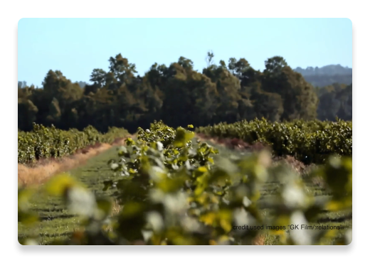 Hazelnut Farm Landscape | Nutella