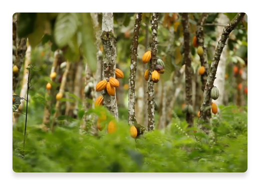 Certified Cocoa Logoground Trees | Nutella