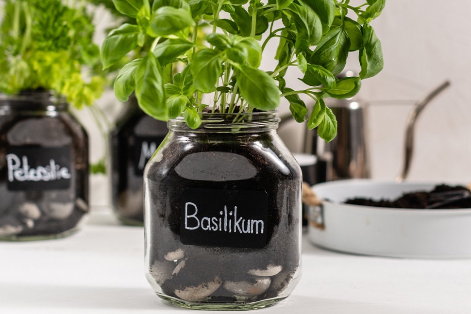 Herb garden in a Nutella® jar