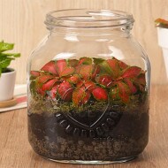 Vasetto Terrarium Nutella®