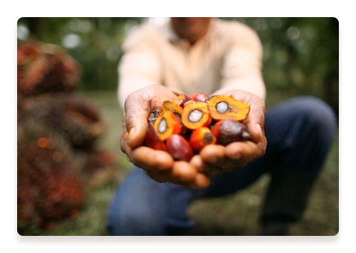 Palm Fruits Farmerground | Nutella