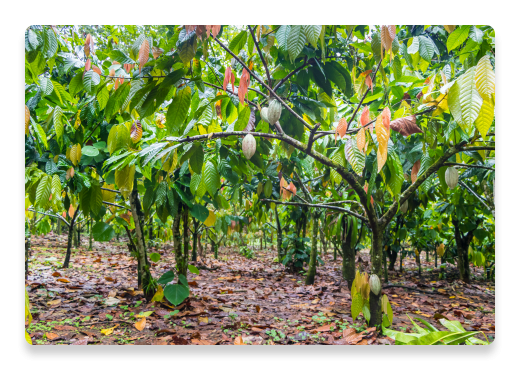 Cocoa Plant