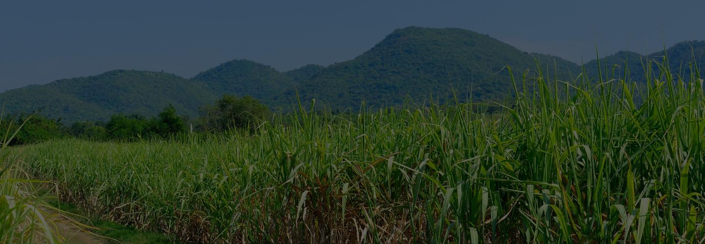 Sustainable Cane Sugar farm | Nutella