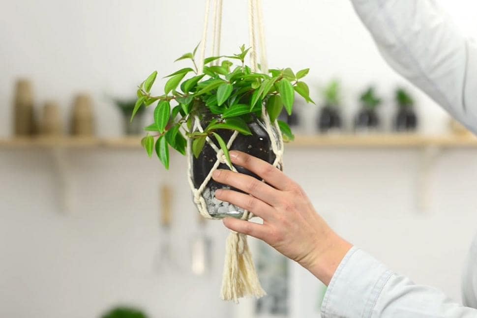 Make a hanging planter with an empty Nutella® jar