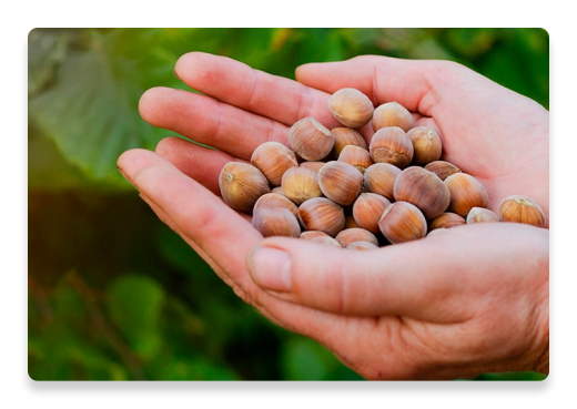 Hazelnuts