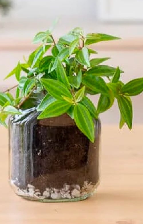 Upcyclen pot met plant | Nutella