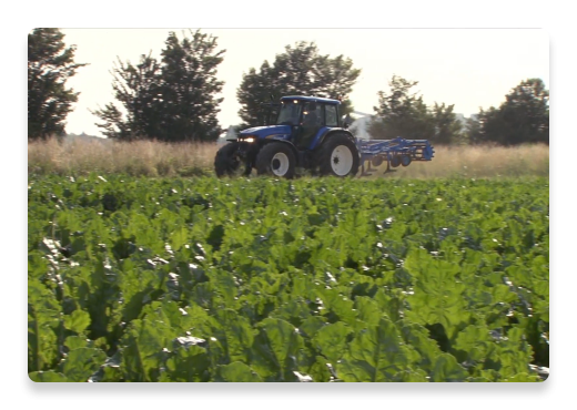 Quality Sugar Grains Farm | Nutella