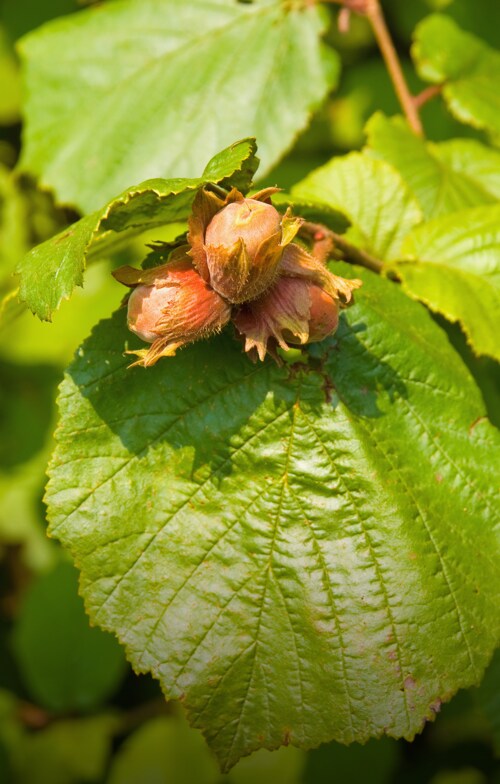 Sustainable Hazelnut Nutella